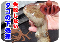 タコ下処理へ