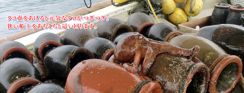 元気なタコ