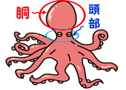 タコの体