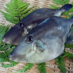 ウマズラハギ