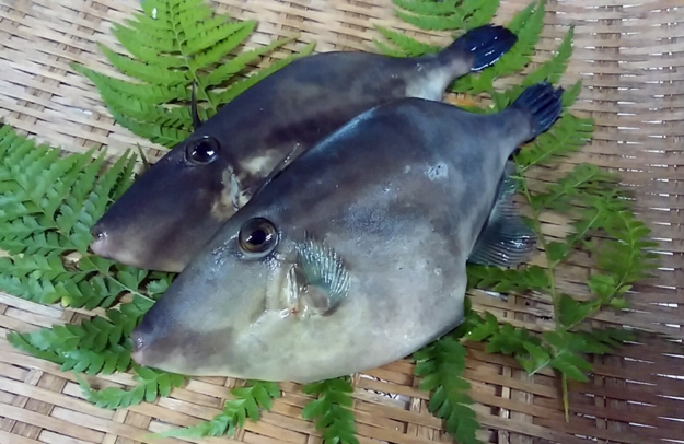 ウマズラハギ
