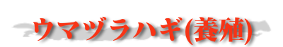 カワハギ
