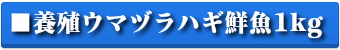 養殖ウマヅラハギ鮮魚1kg