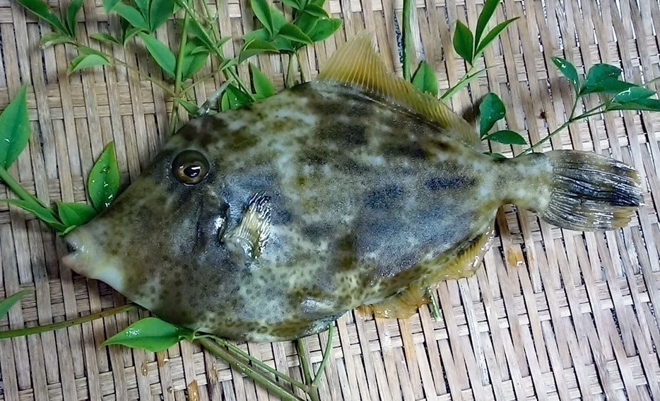 カワハギ（養殖）