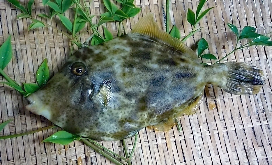 養殖カワハギ
