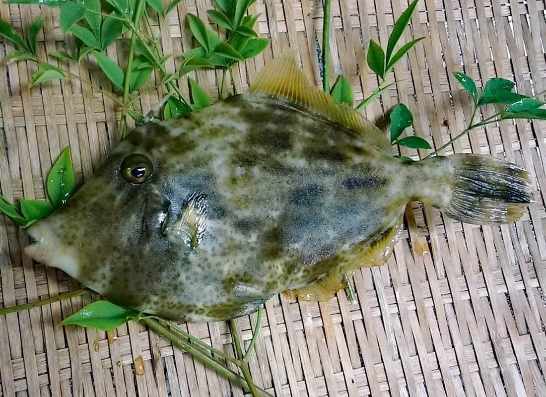 カワハギ鮮魚